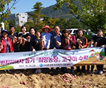 희망농장 고구마 수확 사진